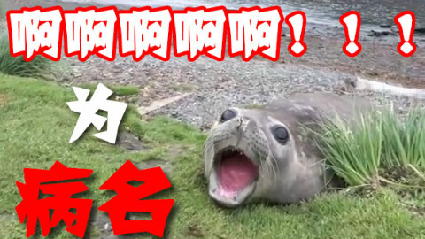 【电音海豹】病名为啊啊啊啊啊啊啊啊!!!!!